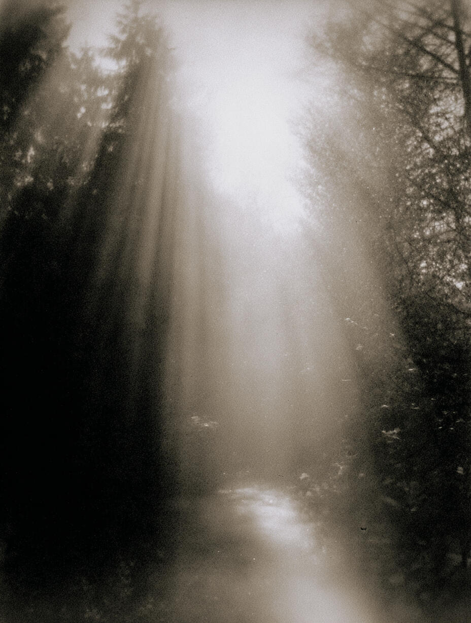 Forest Light, 2025. Pigment print, 24 × 30 cm