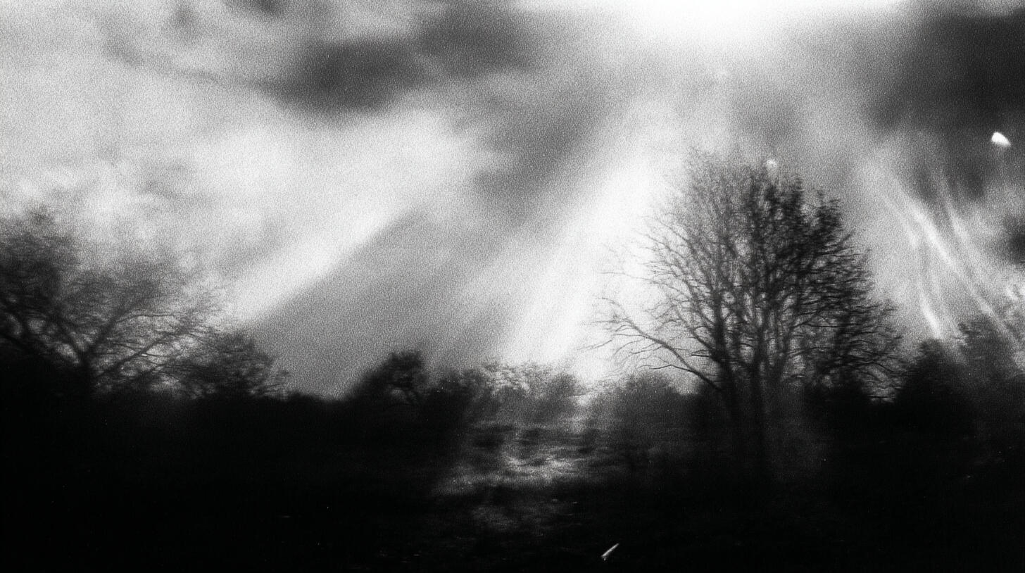 Sunlight and Trees, 2025. Pigment print, 30 × 40 cm