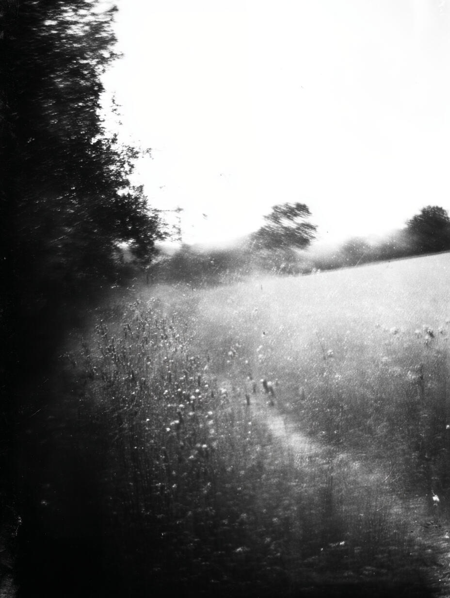 Light Through Trees, 2025. Pigment print, 24 × 30 cm